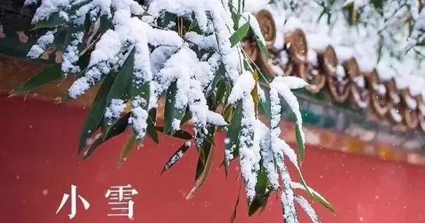 冬日幽情，小雪萦绕（冬日幽情）