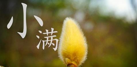 小满优美句子范例95条（小满优美句子范例95条）
