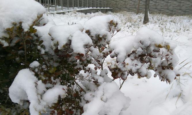 雪花的簌簌声（一个人的寒夜之旅）
