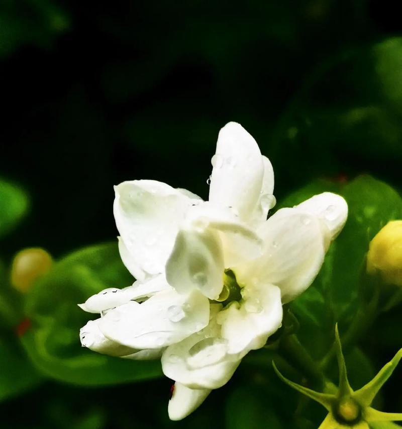 茉莉花香，情牵万千（一朵小小的茉莉花）
