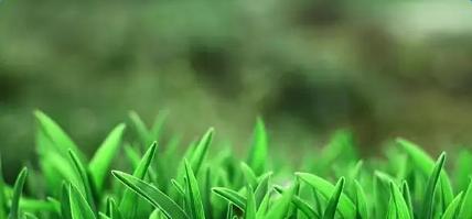 小草赞歌（美丽如草）