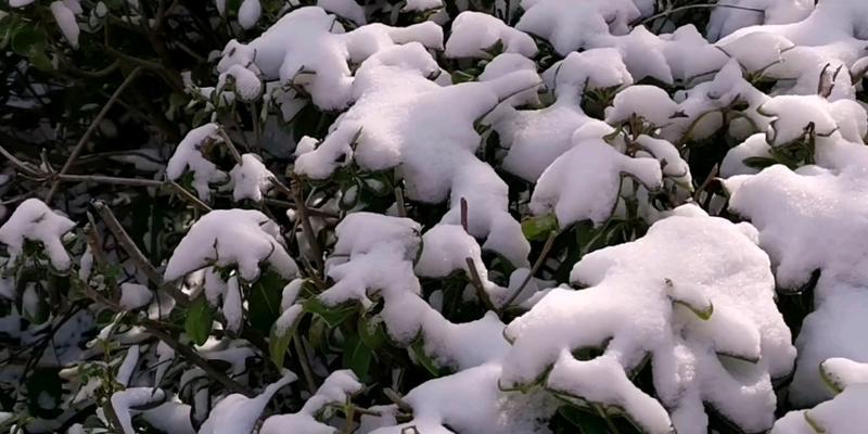 第一场雪朋友圈伤感句子有哪些？2024年第一场雪伤感说说有哪些？