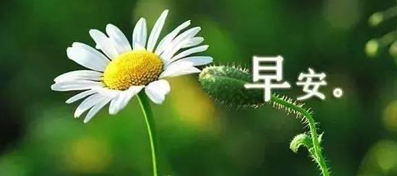 从容的生活有哪些唯美句子？它们如何体现从容的生活态度？