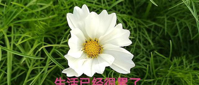 十月请善待我微信朋友圈说说唯美句子？如何用文字表达深秋的情感？