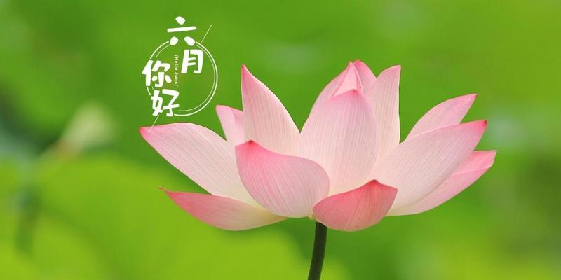 六月你好朋友圈好句102条？如何挑选适合的文案来迎接六月？