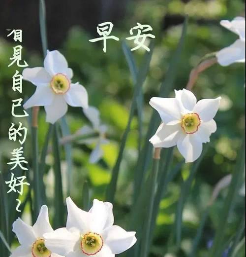 每日早上好的问候语句子好句最新是什么？如何选择合适的问候语？