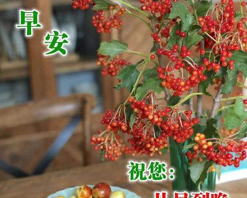 2023年早安语怎么选？心情早安语有哪些推荐？