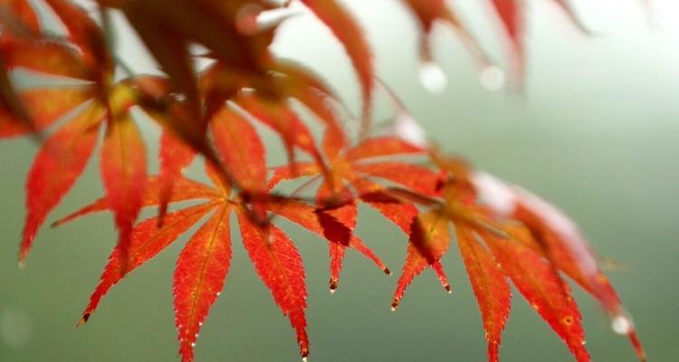 2023秋天的雨如何形容？有哪些优美的句子可以描述？