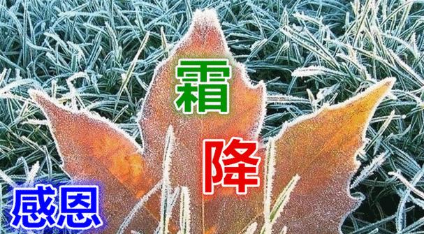 霜降说说发朋友圈配图句子2023怎么选？有哪些创意灵感？