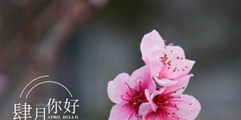 三月你好唯美句子2023有哪些？如何挑选适合春天的句子？