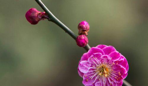 小梅的成长之路（以梅花赞初三）