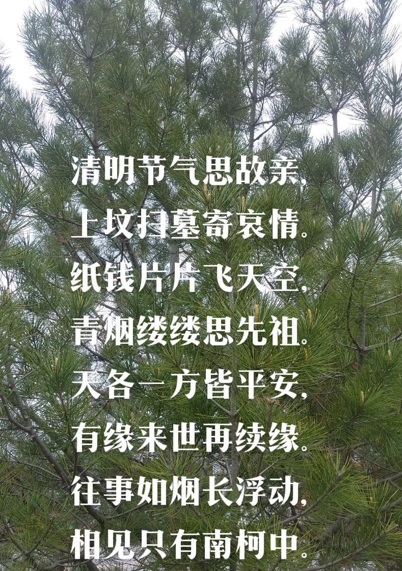 《清明寄思：翠柳依依话凄凉》