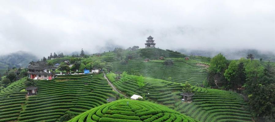 《雨润茶田新翠绿，谷中云深不知处》
