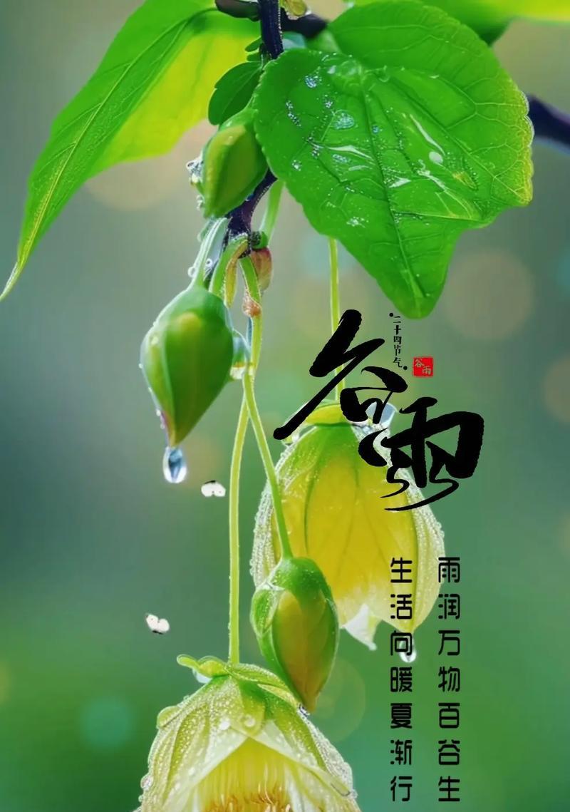 《雨润花开时，谷雨新晴》