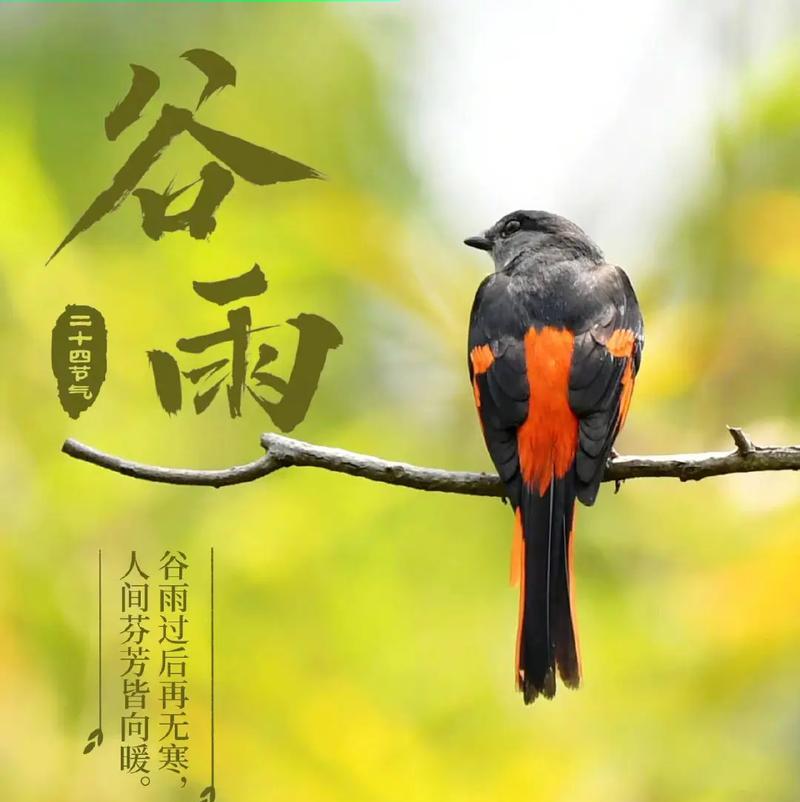 《谷雨残春，古韵悠长》