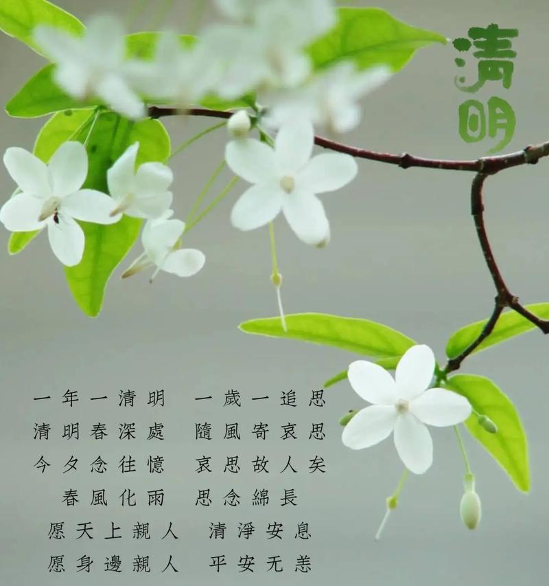 《翠柳依依话清明》