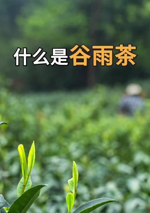 《雨润茶香：谷雨时节煮茶事》