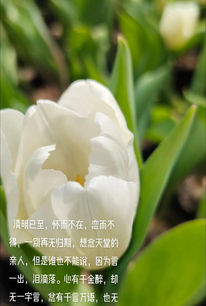 清明时节最想你摘抄好句有哪些？（《清明怀思：细雨中的翠绿》）