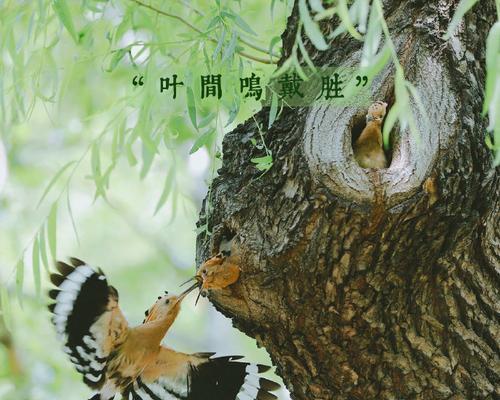 谷雨动物植物有什么变化（《谷雨春深，万物生辉》）