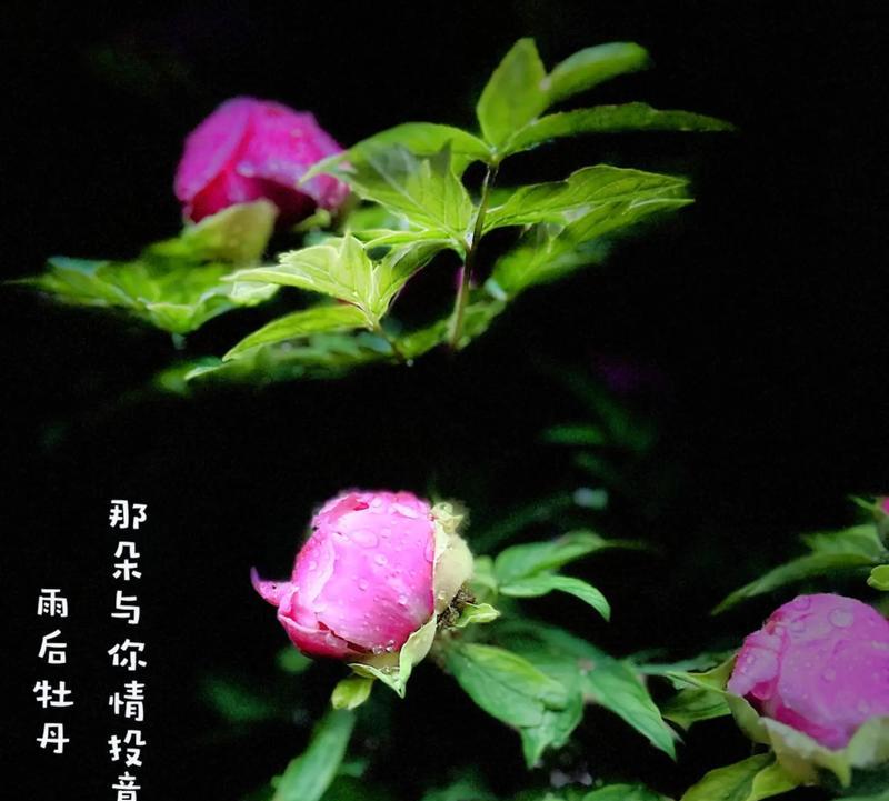 谷雨赏牡丹花（《谷雨观牡丹：花开富贵，雅集倾城》）
