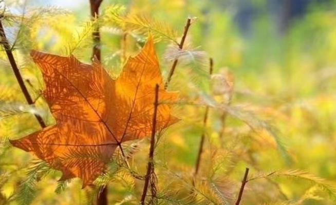 深秋的感悟——静观落花流水
