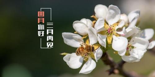 四月花开，唯美天地（春日情怀）