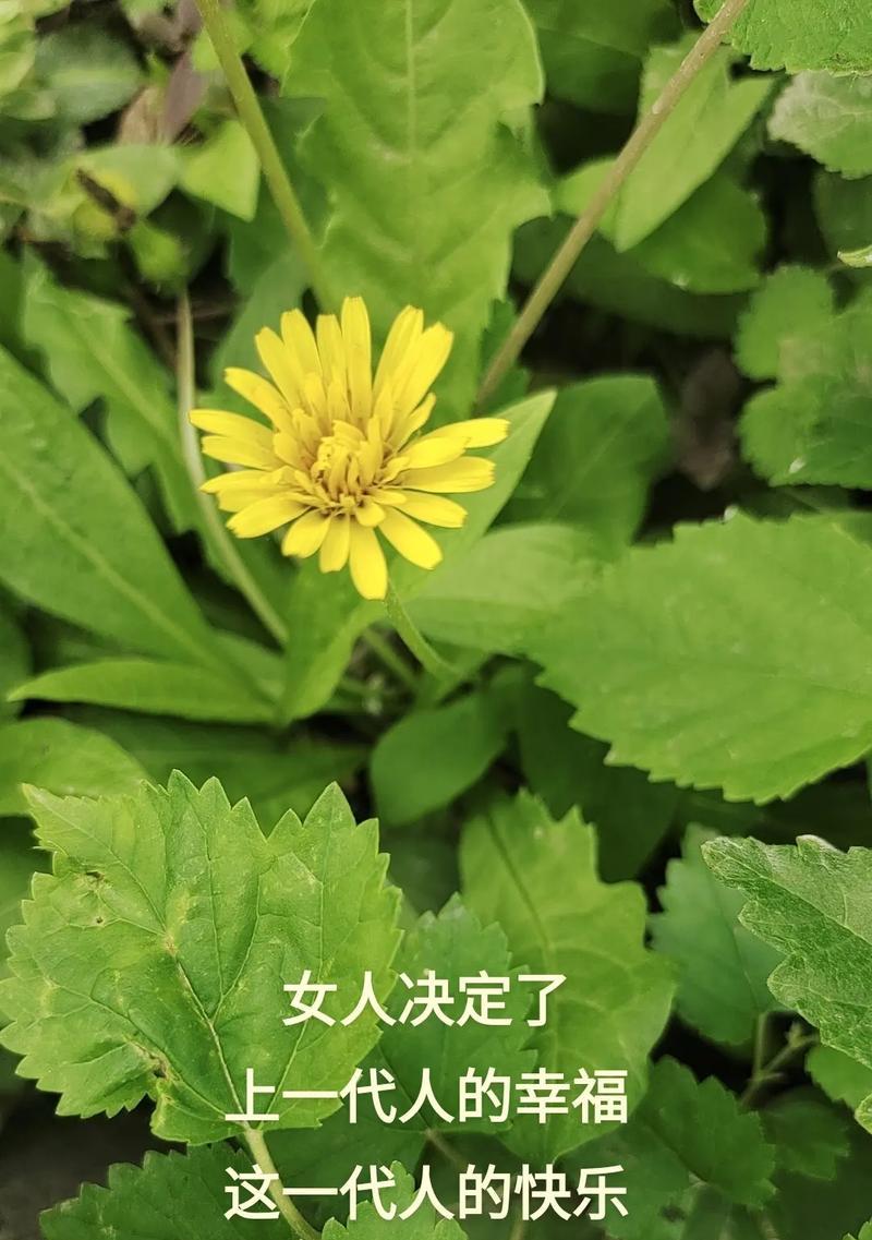 用唯美短句让母亲感受到你的爱（用唯美短句让母亲感受到你的爱）